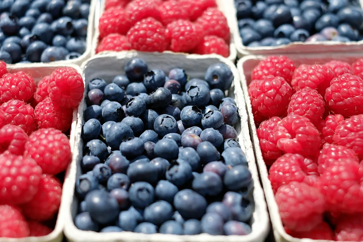 Elmwood Farmers Market Opening Day 2025: Hours, Vendors, Parking, and Rain Plans